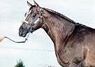 Quarter Horse - Horse for Sale in Bartlesville, OK 74005