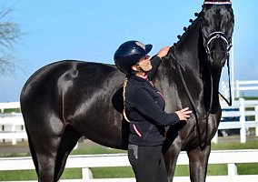 Warmblood (Warmblood, Gelding) in Scottsdale, AZ