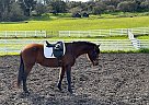 Andalusian - Horse for Sale in Santa Cruz, CA 95003