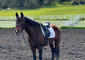 Andalusian / PRE (Andalusian / PRE, Mare) in Santa Cruz, CA