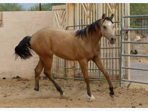 2012 Working Western Or Western Pleasure...Stunning!!!