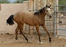 Half Arabian - Horse for Sale in Cave Creek, AZ 85085
