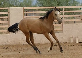 Arabian (Arabian, Gelding) in Cave Creek, AZ