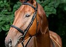 Dearwyn Warmblood