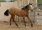 2012 Working Western Or Western ... Half Arabian Gelding