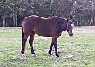 Cricket - Mare in Winnsboro, TX Cricket - Mare in Winnsboro, TX
