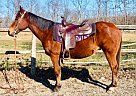 Quarab - Horse for Sale in Bath, PA 18014