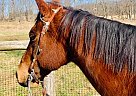 Ricky - Gelding in Bath, PA Ricky - Gelding in Bath, PA