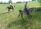 Casey - Mare in South Whitley, IN Casey - Mare in South Whitley, IN