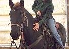 Storm - Gelding in South Whitley, IN Storm - Gelding in South Whitley, IN