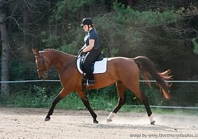 Dearwyn (Warmblood, 19 yrs) in Oregon, WI