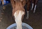 Quarter Horse - Horse for Sale in Surprise, AZ 85388