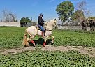 Andalusian - Horse for Sale in ACTON, CA 93510