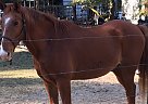 Red - Gelding in Shelton, WA Red - Gelding in Shelton, WA