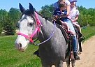 Blue - Gelding in Bemidji, MN Blue - Gelding in Bemidji, MN