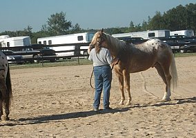Great Trail Horse and Show Horse Appaloosa Stallion