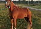 Milo - Gelding in Hampton, GA Milo - Gelding in Hampton, GA