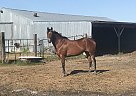 Champ - Mare in Brandon, MB Champ - Mare in Brandon, MB