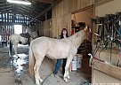 Tennessee Walking - Horse for Sale in Woodbury, TN 37190