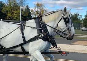 Draft (Percheron, Belgian, Clydesdale, Shire) (Draft (Percheron, Belgian, Clydesdale, Shire), Gelding) in Bath, PA