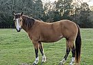 Honey - Mare in Winnsboro, TX Honey - Mare in Winnsboro, TX