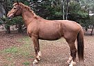 Bindy - Mare in McDonough, GA Bindy - Mare in McDonough, GA