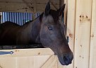 Bear - Gelding in Hopkinton, MA Bear - Gelding in Hopkinton, MA