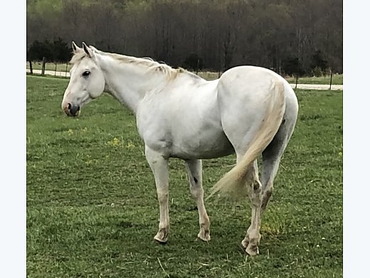 12-13 Year old Grade Gelding