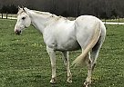 Quarter Horse - Horse for Sale in Wayland, MO 63430 Quarter Horse - Horse for Sale in Wayland, MO 63430