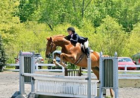 Warmblood (Warmblood, Gelding) in Virginia Beach, VA