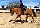 2007 17.3h American Warmblood Ge... Warmblood Gelding