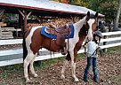 Sweetheart Of a boy Tennessee Walking Gelding