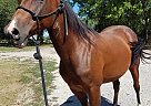 Arabian - Horse for Sale in Augusta, KS 67010