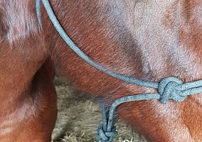 Arabian (Arabian, Mare) in Augusta, KS
