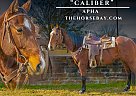 Paint - Horse for Sale in Fairview, TX 75069 Paint - Horse for Sale in Fairview, TX 75069