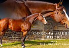 Quarter Horse - Horse for Sale in Fairview, TX 75069 Quarter Horse - Horse for Sale in Fairview, TX 75069