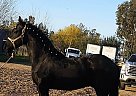 Friesian - Horse for Sale in , CA 93307