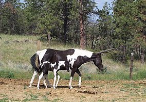 Gorgeous Tobiano Paint Mare Paint Mare