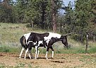 Paint - Horse for Sale in Cotopaxi, CO 