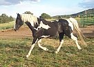 Paint - Horse for Sale in Cotopaxi, CO 