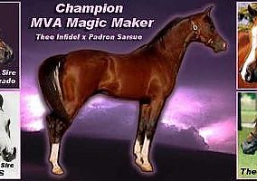 Arabian (Arabian, Stallion) in Plymouth, NE