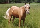 Mighty Mackinaw - Gelding in Onondaga, MI Mighty Mackinaw - Gelding in Onondaga, MI