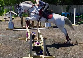 Jumper (Thoroughbred, Gelding) in Dix Hills, NY