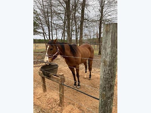 Quarter Horse for Sale