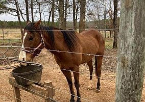 Quarter Horse (Quarter Horse, Gelding) in Forsyth, GA