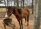 Quarter Horse - Horse for Sale in Forsyth, GA 31019 Quarter Horse - Horse for Sale in Forsyth, GA 31019