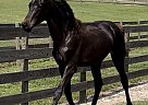 Trakehner - Horse for Sale in Hernando, FL 34442