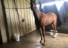 Just indiscreet - Gelding in Vinton, LA Just indiscreet - Gelding in Vinton, LA
