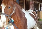 Beautiful Paint Gelding Paint Gelding