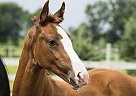 reg. Hanoverian Yearling, (Offer... Hanoverian